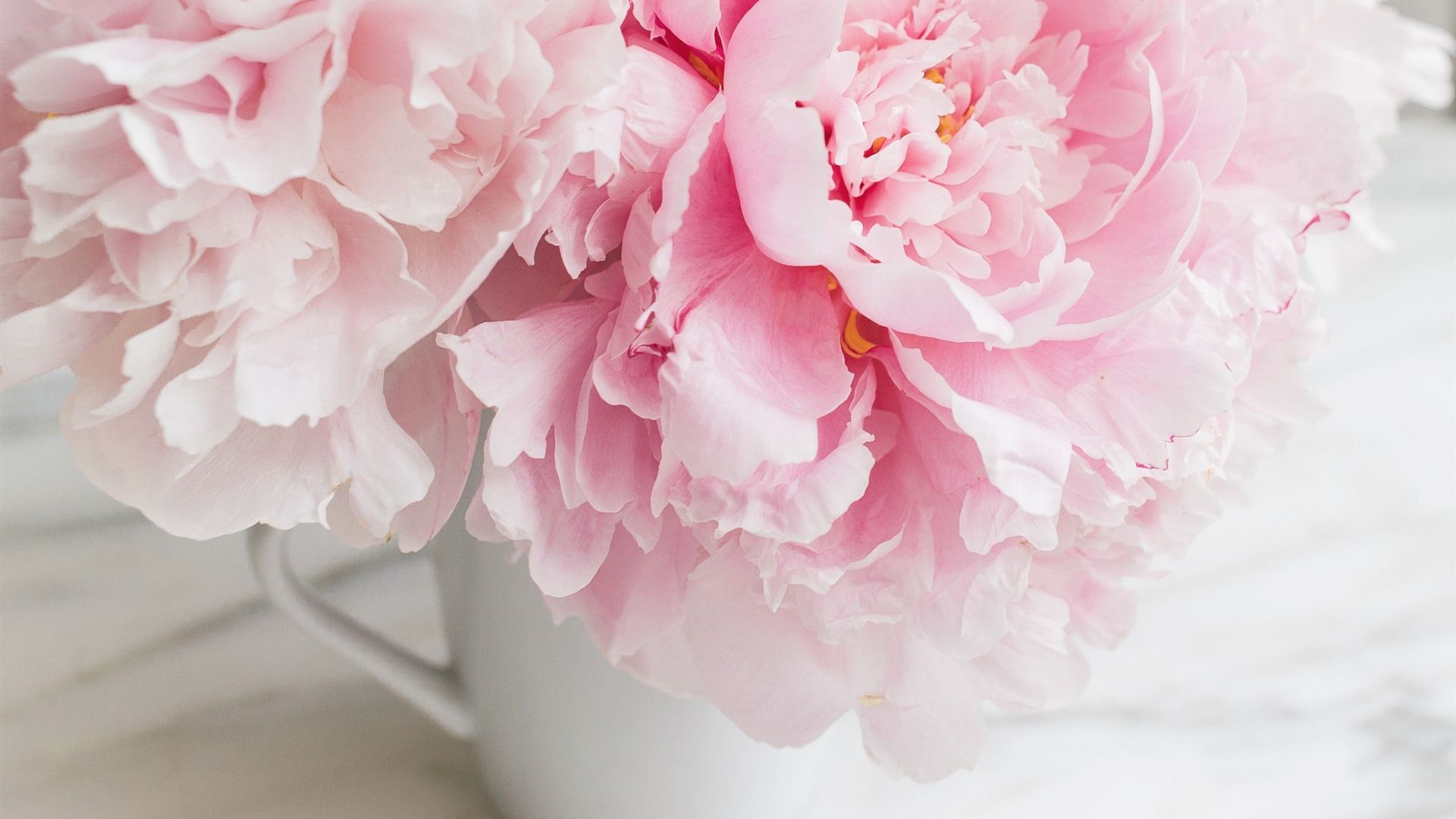 Pink Peonies, Cup 750x1334 IPhone 8 7 6 6S Wallpaper, Background
