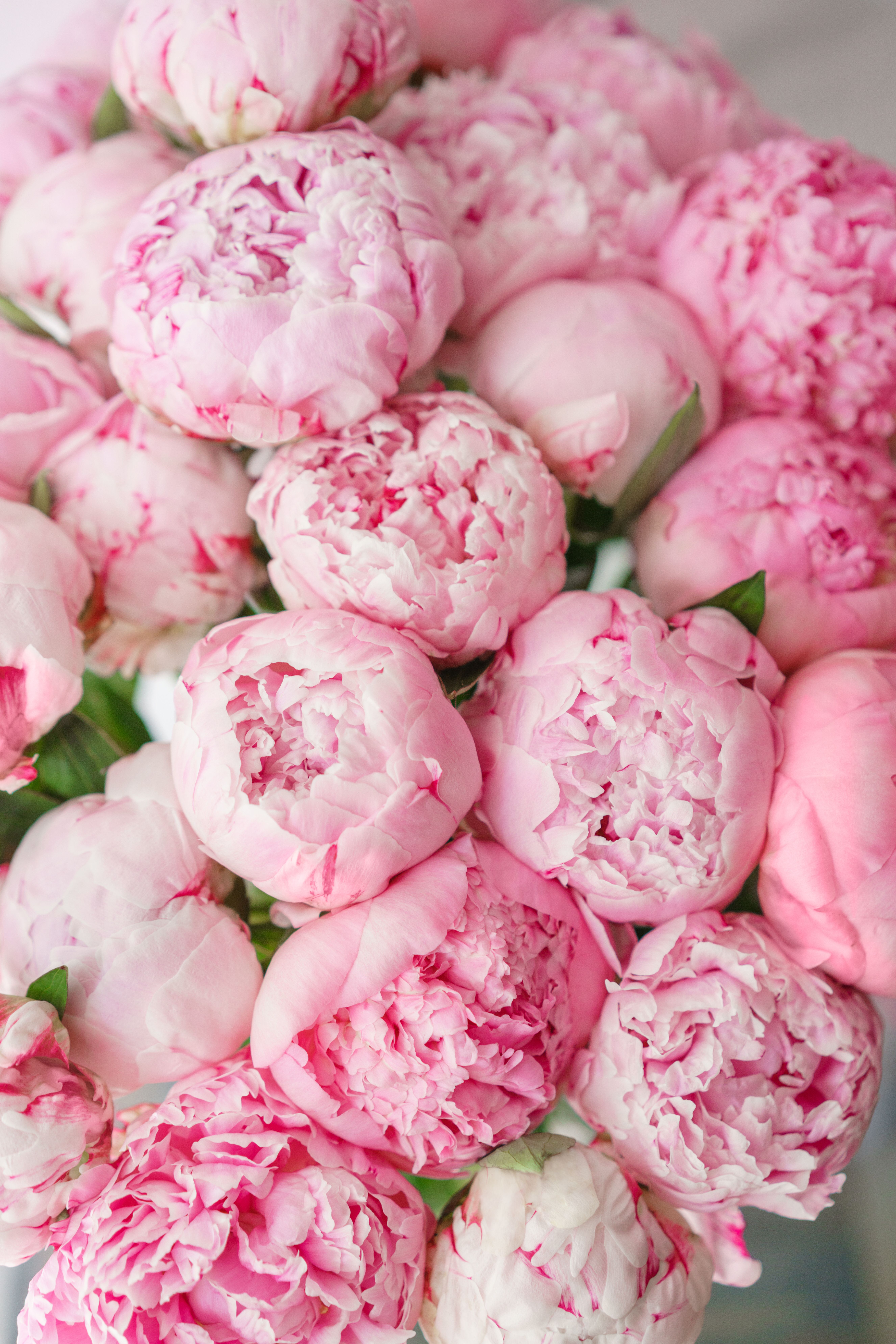 Pretty pink peonies. Flowers, Pretty flowers, Pink