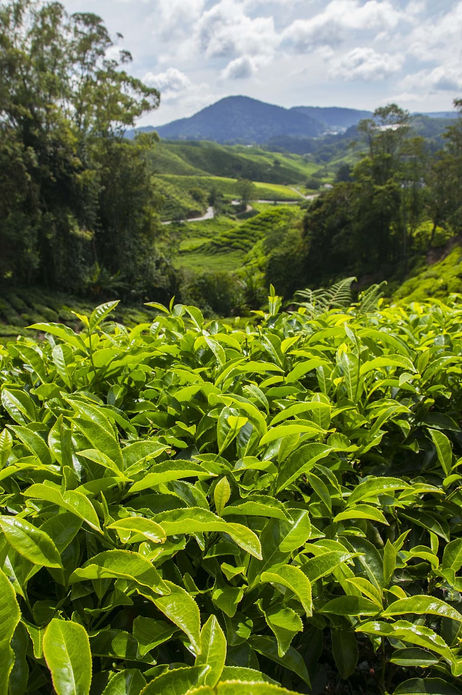 HD wallpaper: tea plantation, cameron highlands, malaysia, asia
