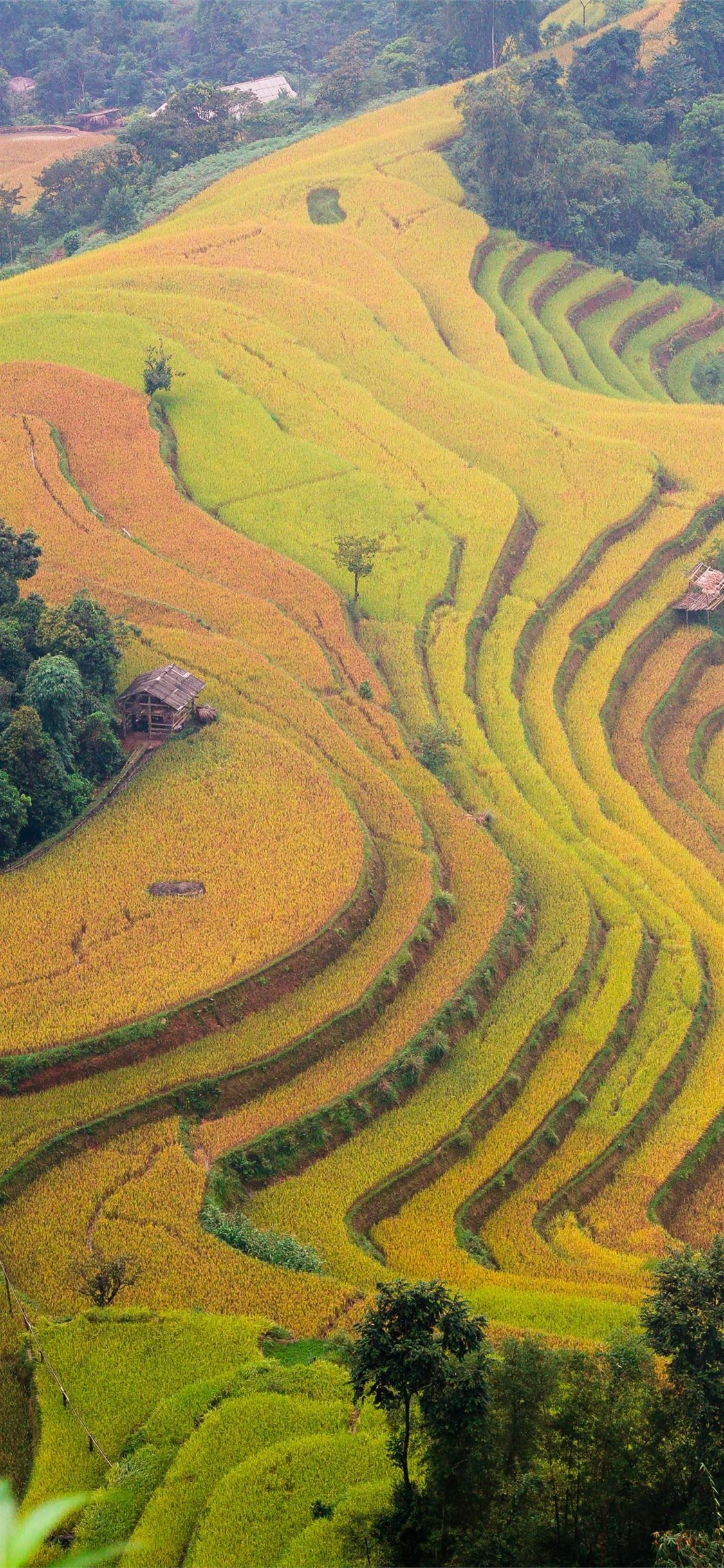 Rice Terraces of Vietnam iPhone Wallpaper Free Download