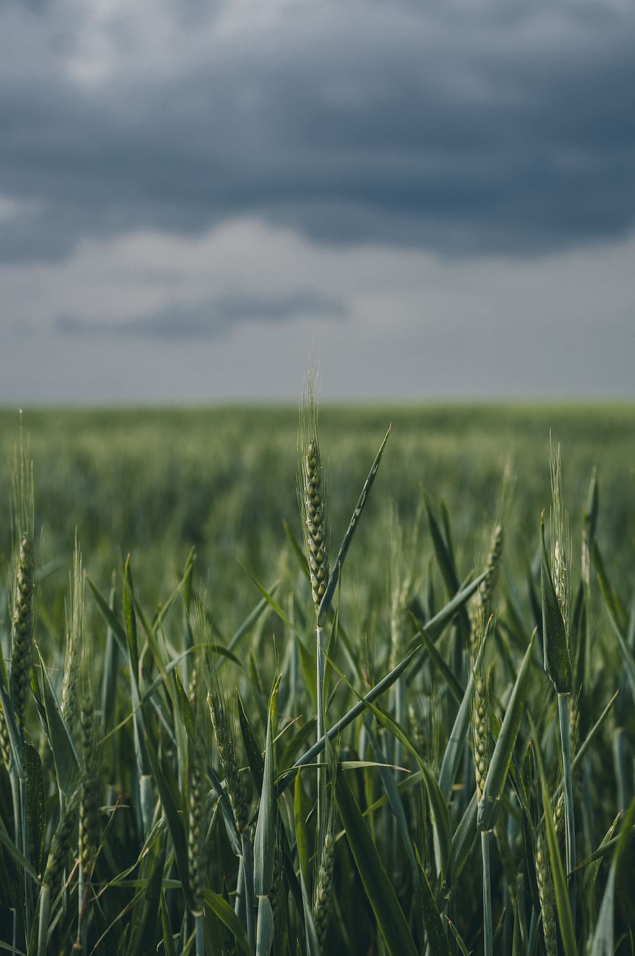 HD wallpaper: wallpaper, field, cloudy, landscape, growth, plant, agriculture