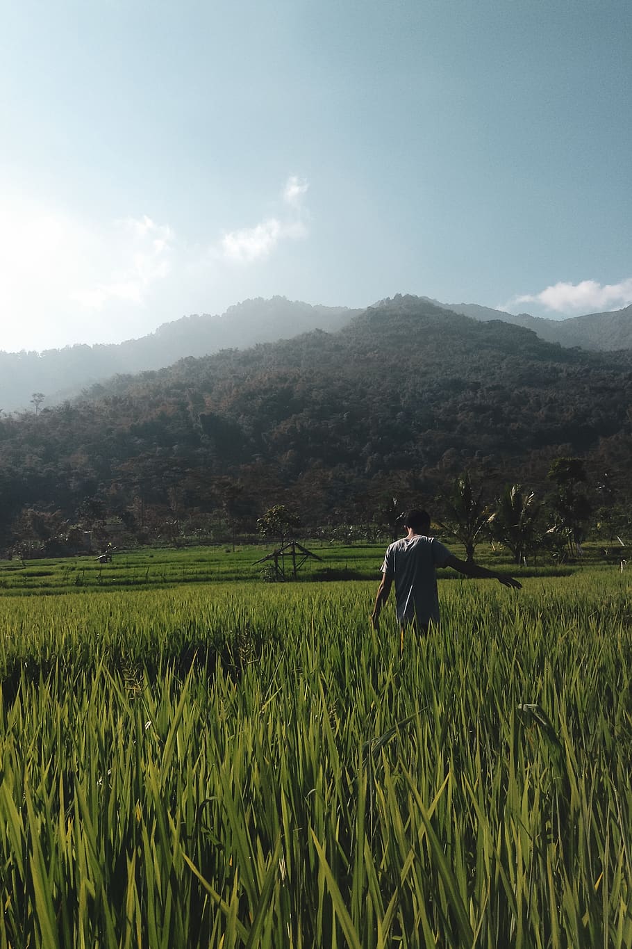 HD wallpaper: indonesia, mountain, morning light, green, field