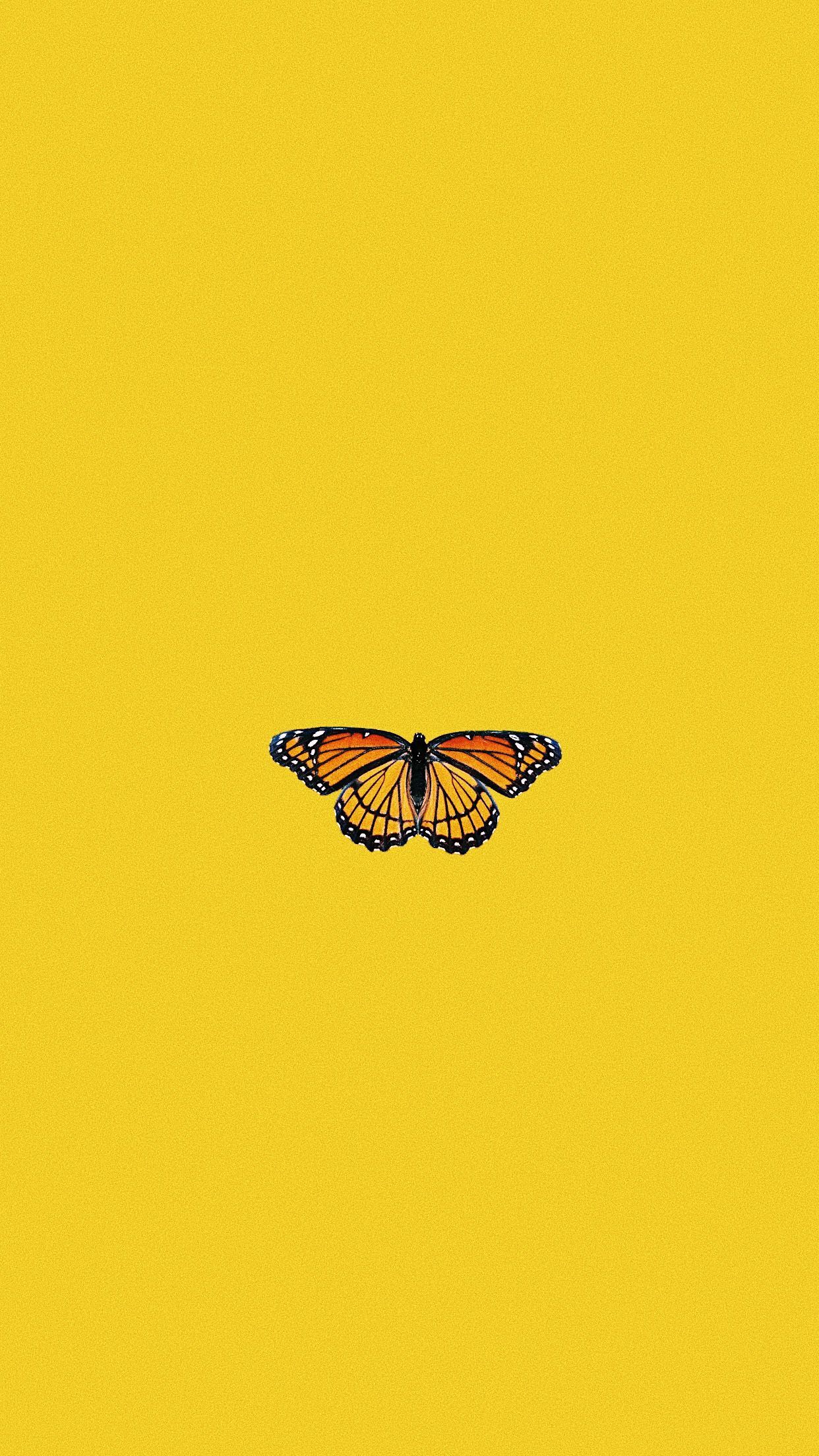 1000 Yellow Butterfly Pictures  Download Free Images on Unsplash