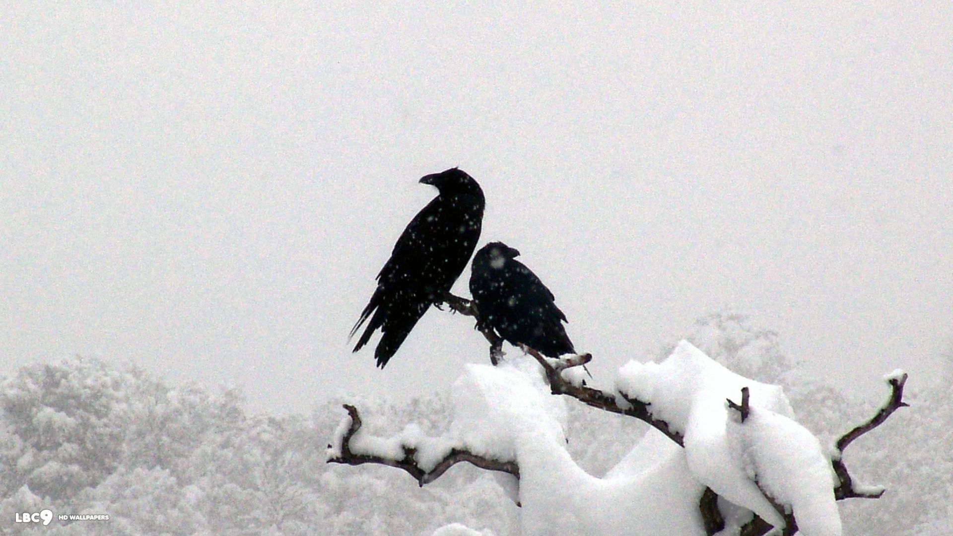 Res: 1920x1080, Raven Wallpaper 35 39. Birds HD Background