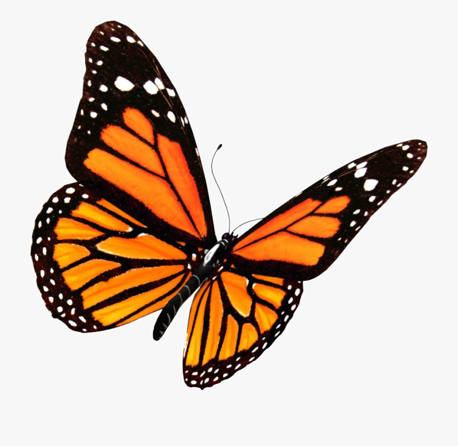 Butterfly Clipart Vsco