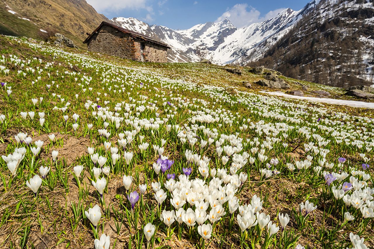 Photo Alps Italy Lombardia Nature Spring mountain flower Crocuses