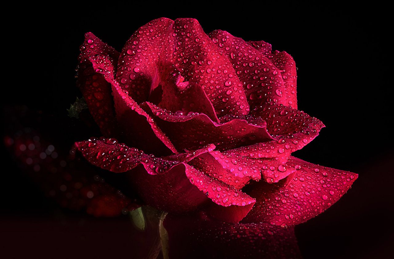 Desktop Wallpaper Roses burgundy Drops Flowers Closeup Black