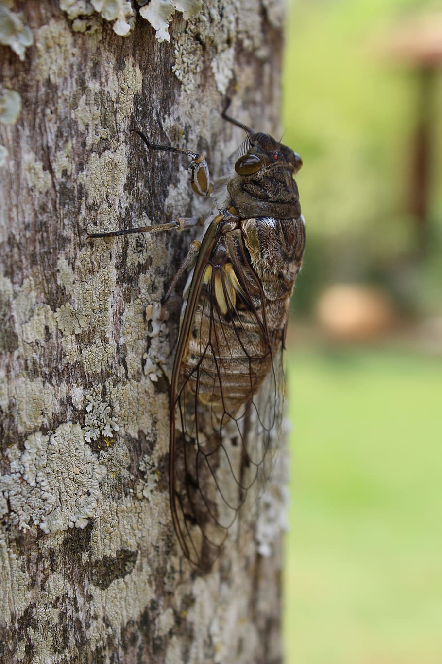 Cicadas Wallpapers - Wallpaper Cave