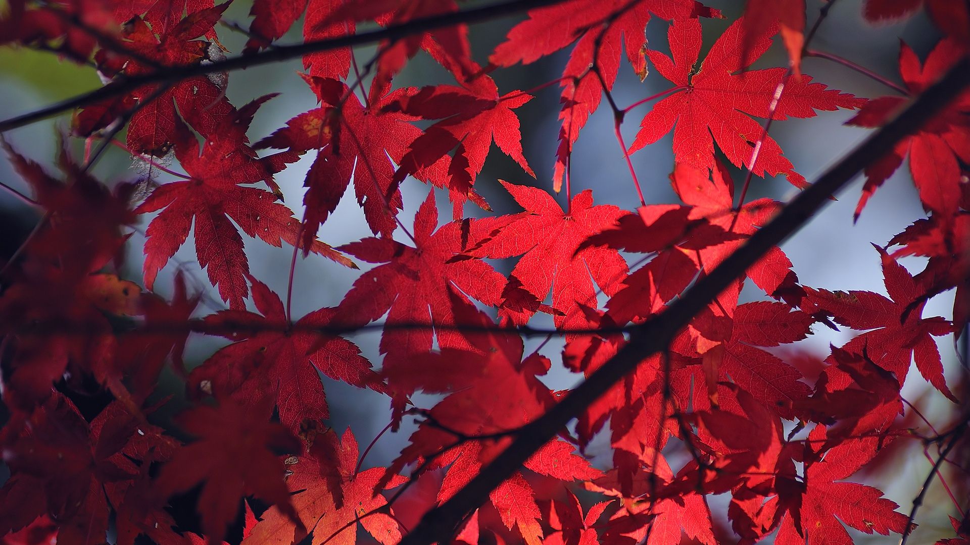 Maples Leaves Red Anime Beautiful Wallpapers - Wallpaper Cave