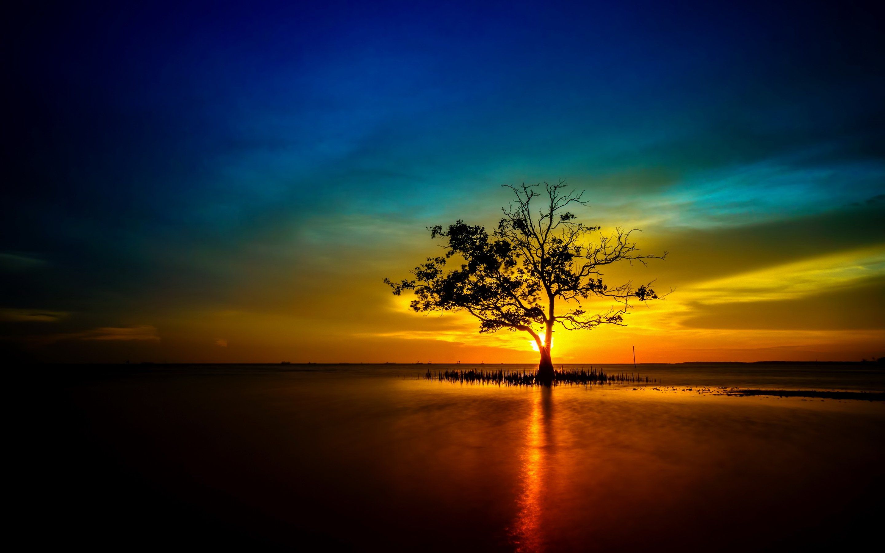 tree, Lonely, Sunset, Sunrise, Landscape, Nature, Sun, Reflection