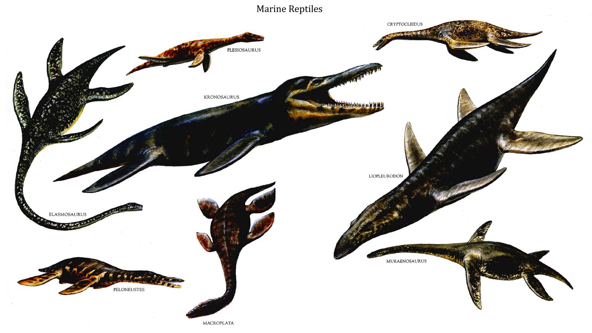 Marine Reptiles