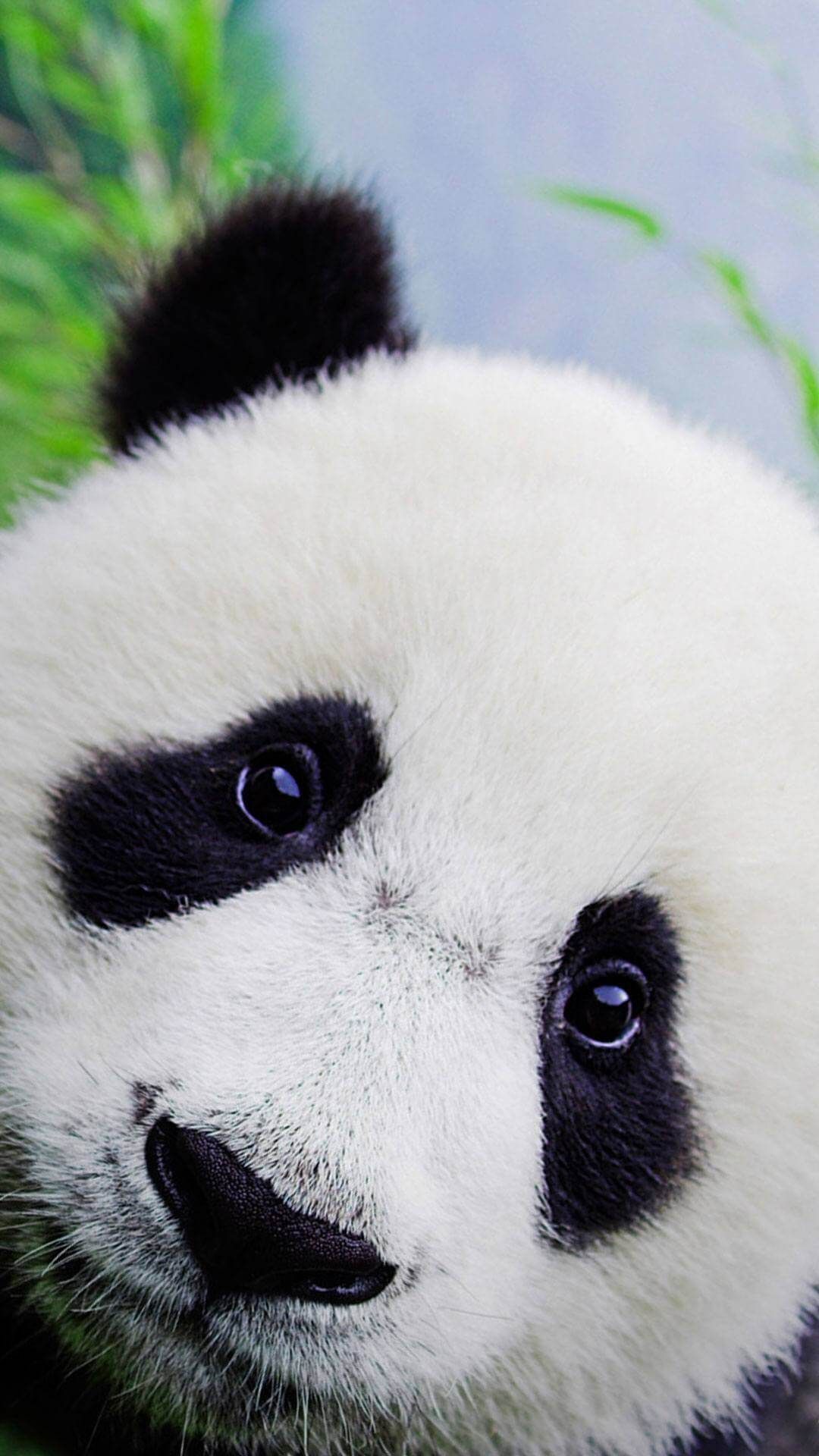 Cute animals. Panda wallpaper