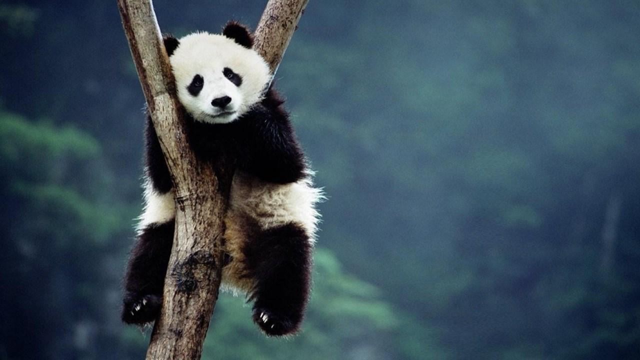 Baby Panda Wallpaper for Android