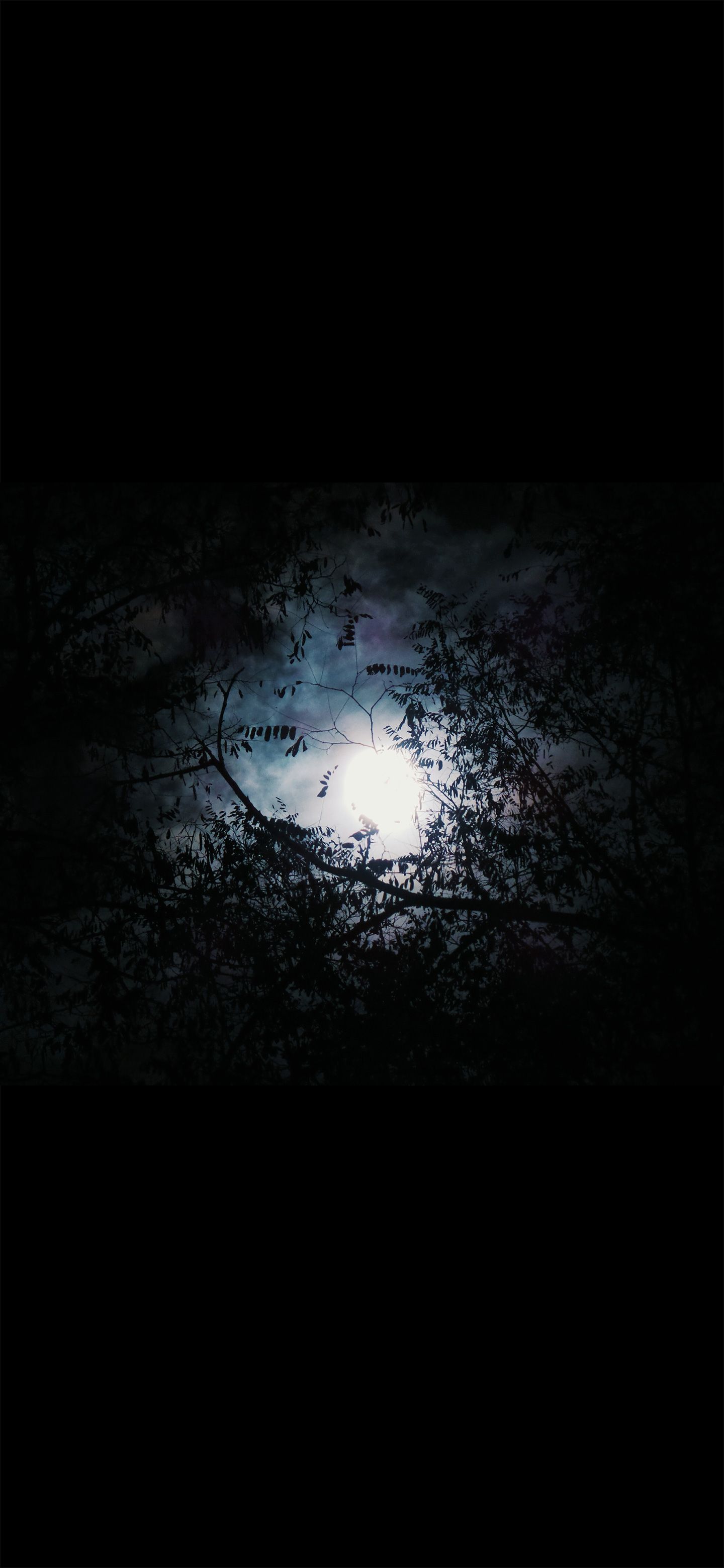 Moon from trees Amoled Wallpaper
