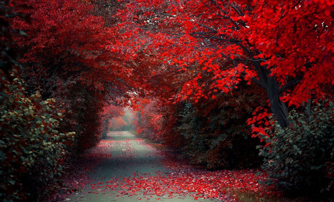 Trees Alley forest autumn autumn splendor path woods nature fall wallpaperx1237