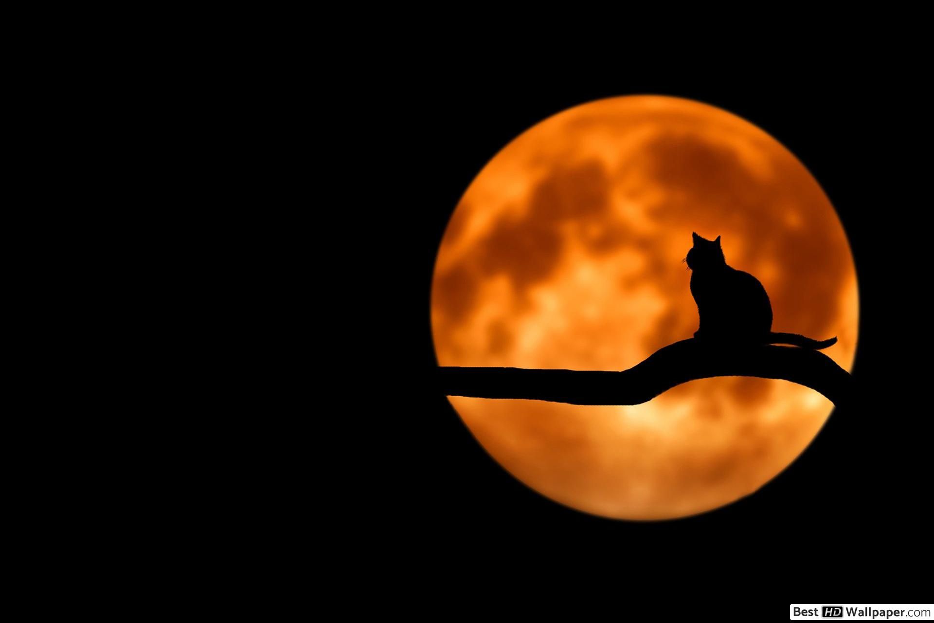 cat silhouette in night moonlight HD wallpaper download