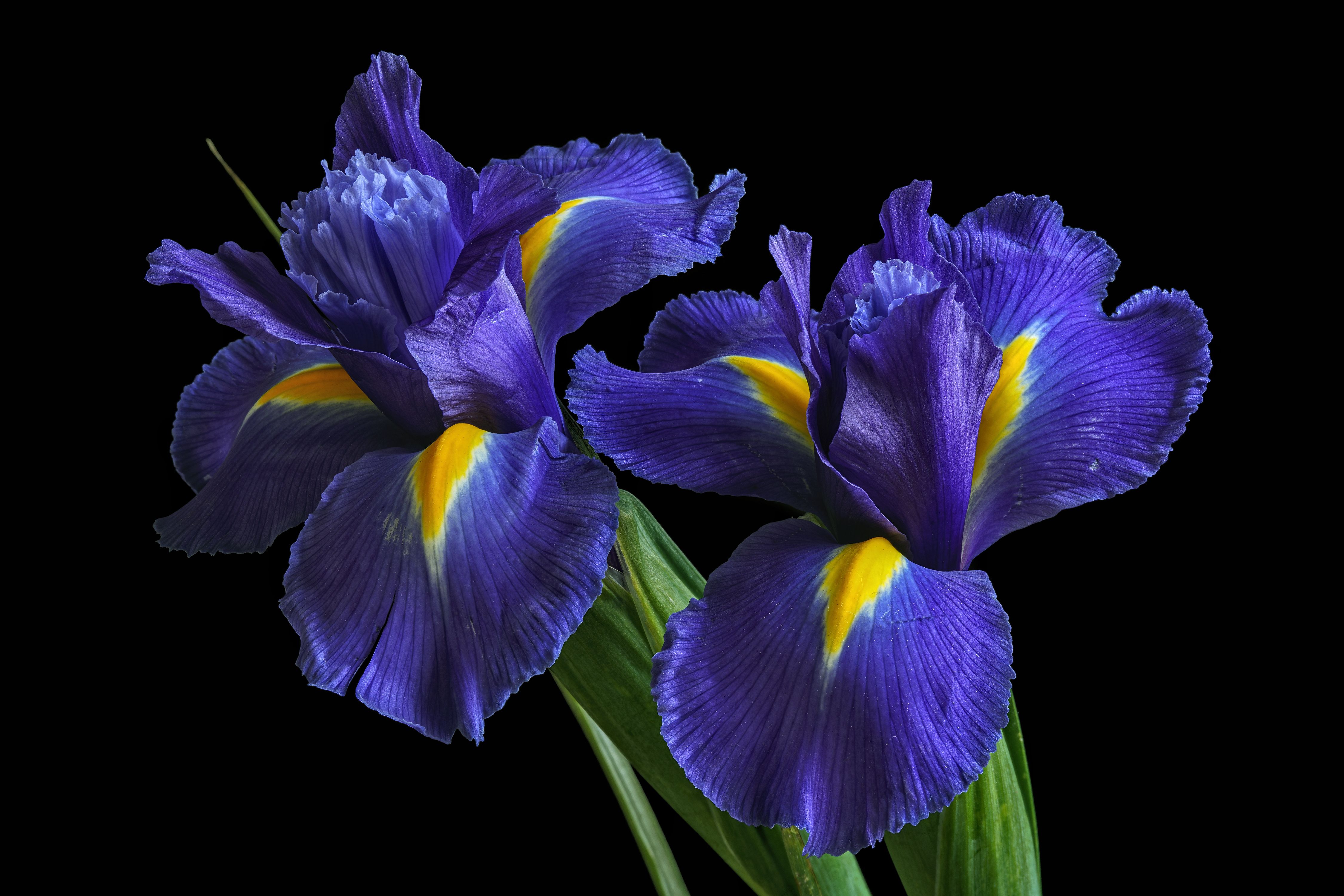 Wallpaper Irises, Purple flowers, 4K, Flowers,. Wallpaper