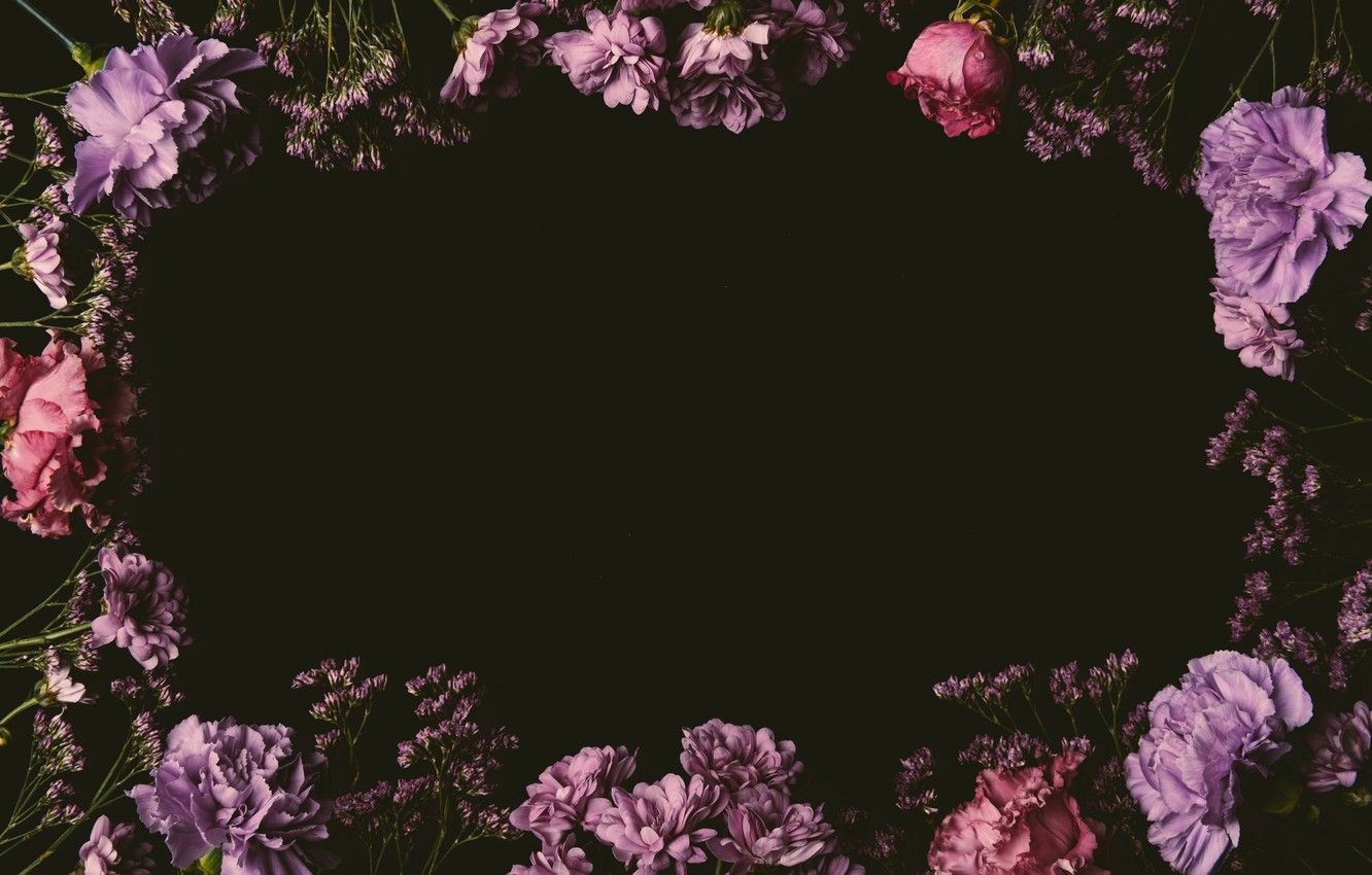 Wallpaper flowers, roses, colorful, pink, black background, black