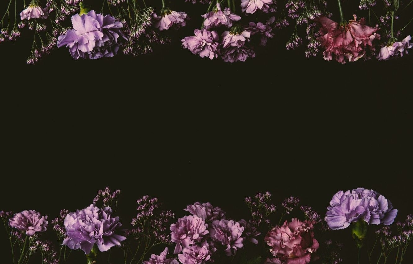 Wallpaper flowers, roses, colorful, pink, black background, black