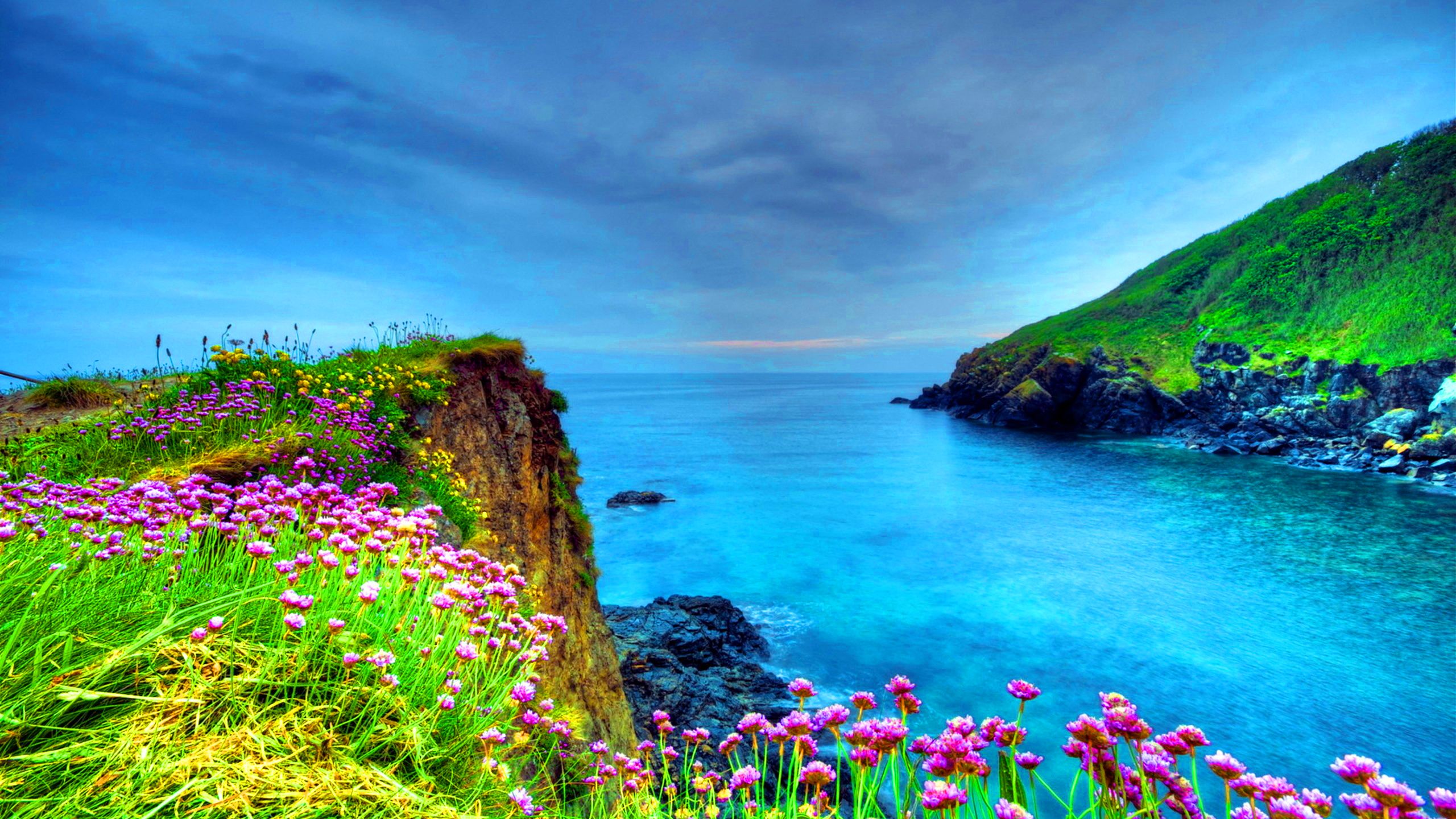 Seaside Spring Wild Flowers Blue Sea Bay Ocean 4k Ultra HD Tv