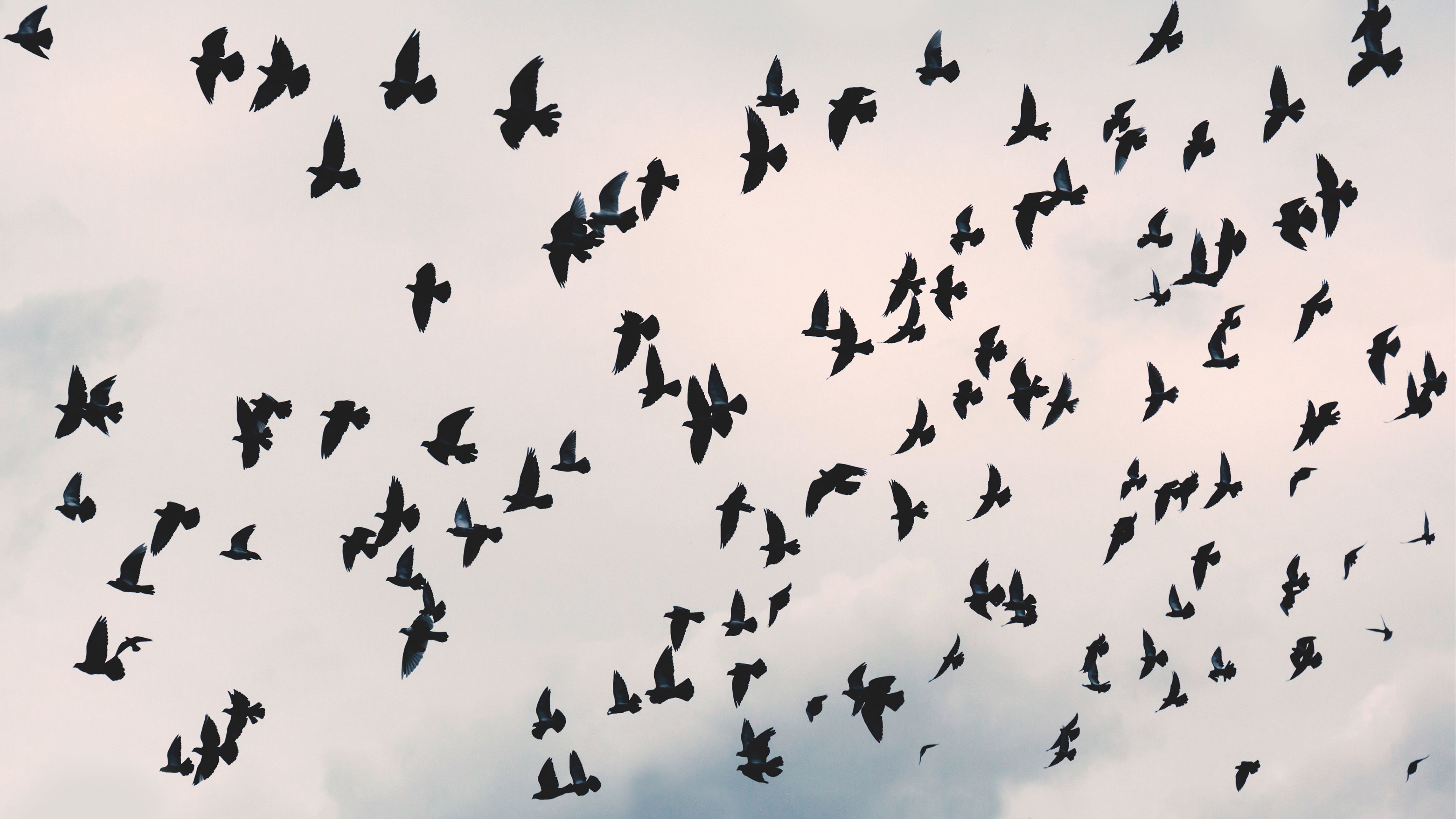 Flying Free Birds Chromebook Wallpaper