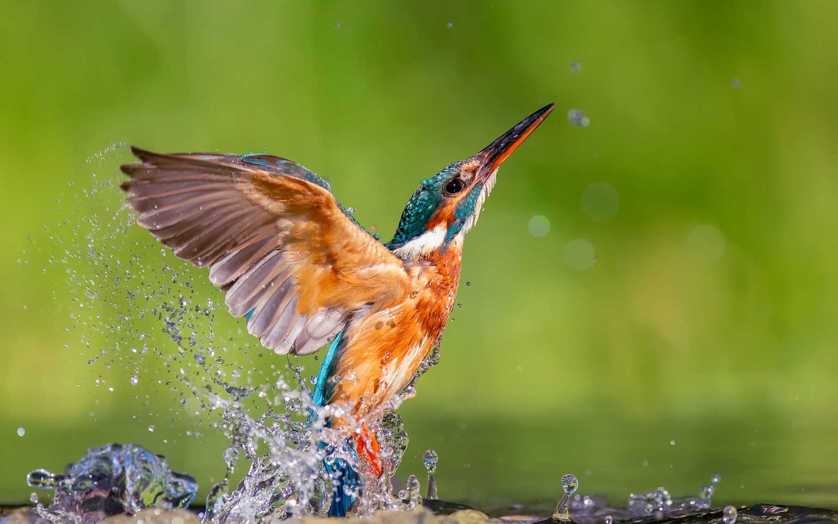 bird trying to fly from water free download new HD wallpaper