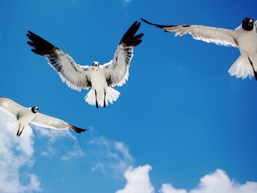 Image detail for -Free Flying Birds Wallpaper and Flying Birds