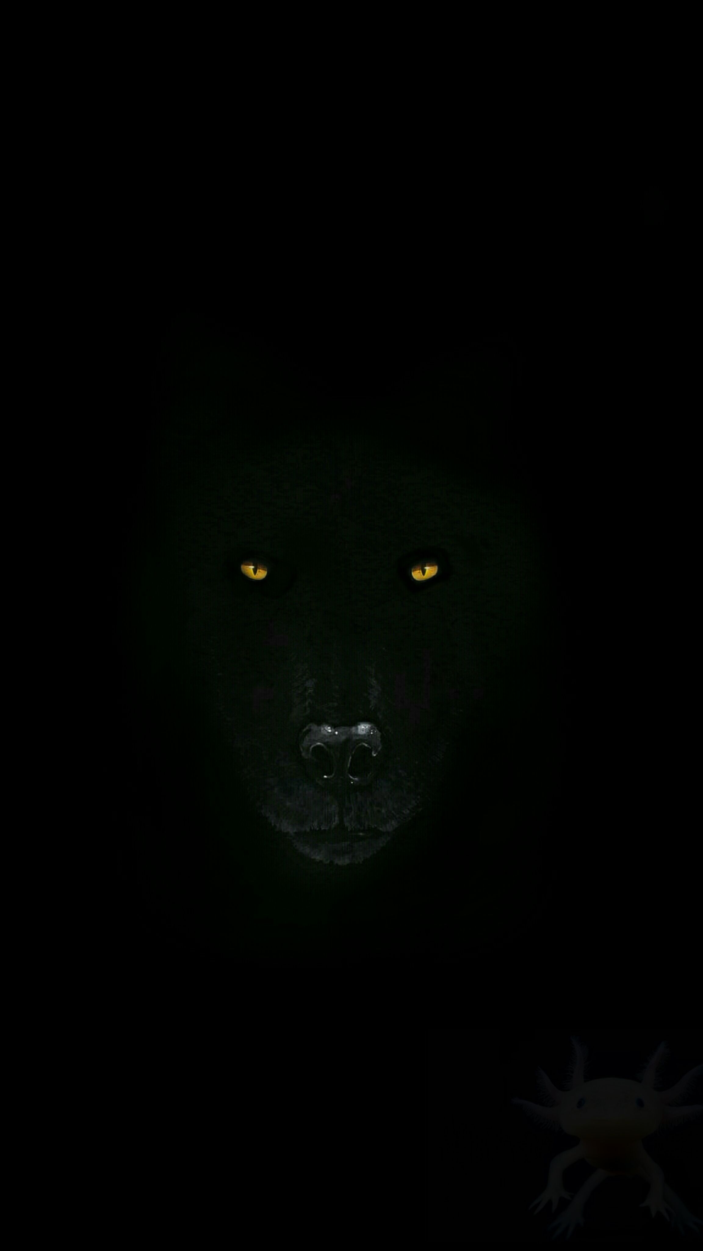 Look at this Wolf wallpaper i made. Wolf wallpaper, iPhone