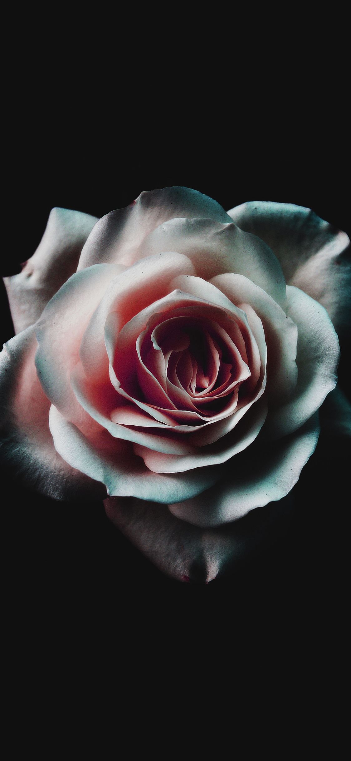 Featured image of post Aesthetic Black Rose Wallpaper 4K