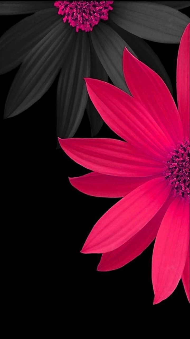 Pink And Black Flower Wallpaper