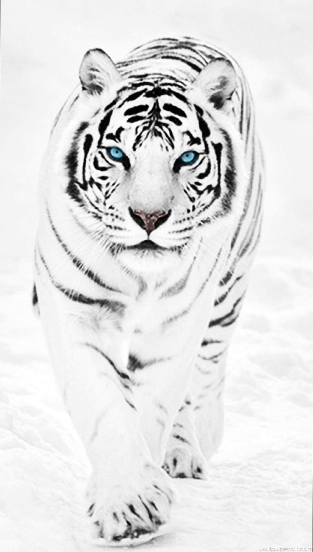 White Tiger Wallpaper iPhone