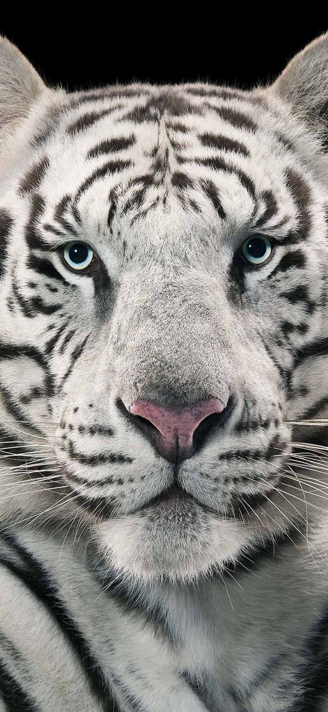 White Tiger, Close Up Face Tiger Wallpaper HD For IPhone X