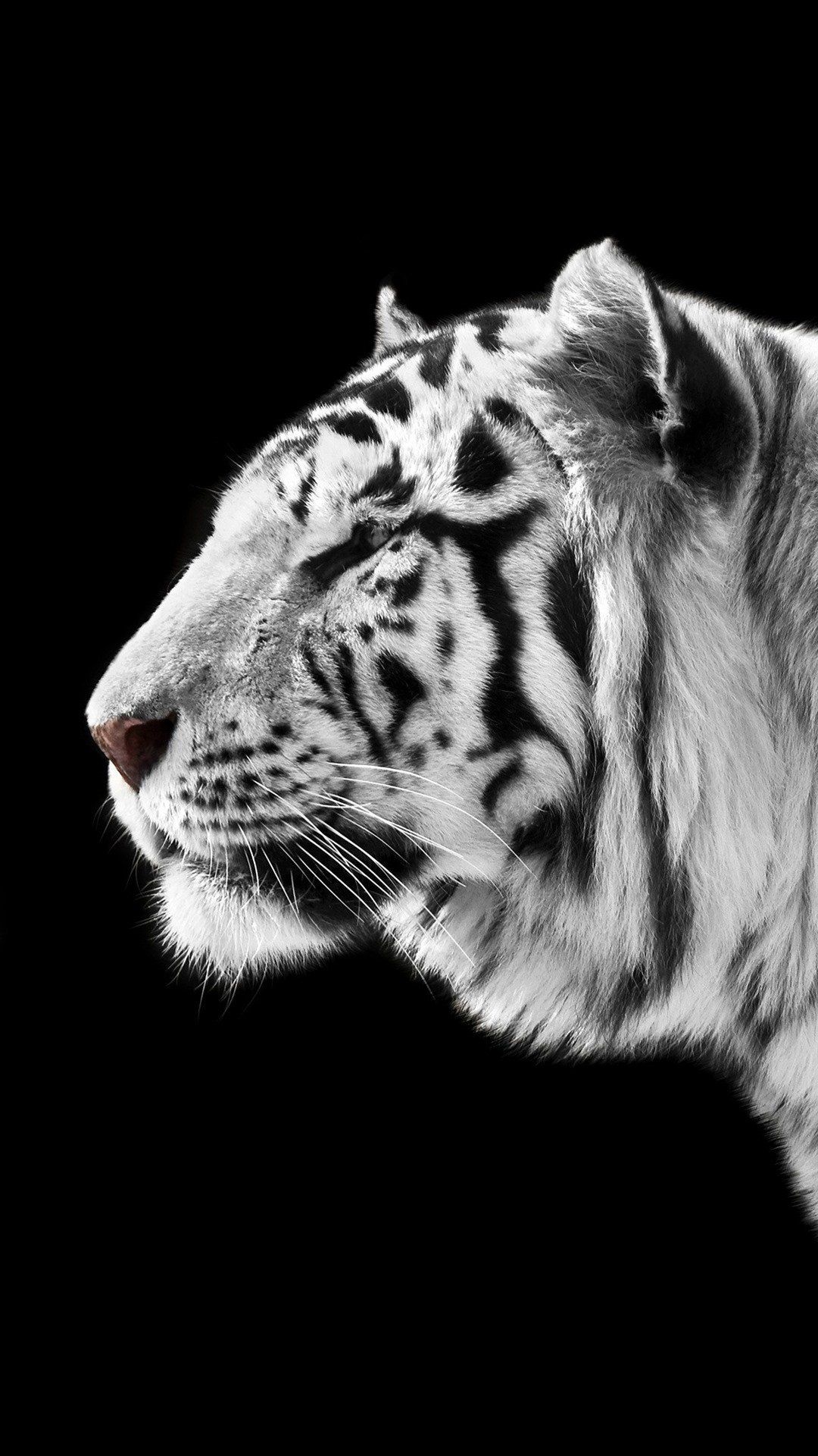 iPhone 7 Black And White Tiger Wallpaper