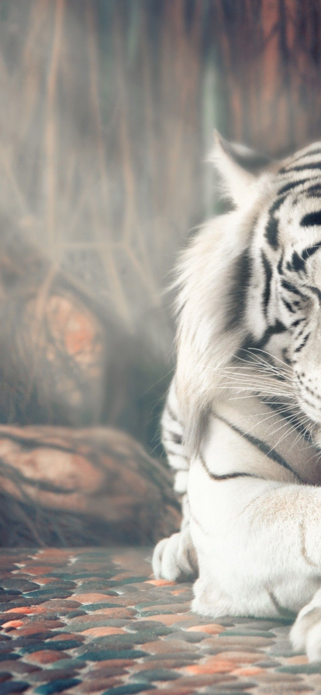 Download 1125x2436 White Tiger, Majestic, Digital Art, Sunrays