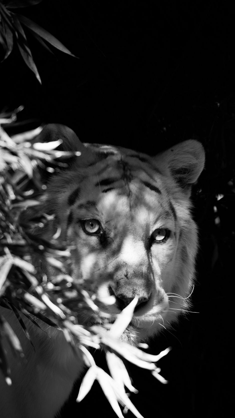 Download wallpaper 938x1668 tiger, white tiger, bw, hide, branches