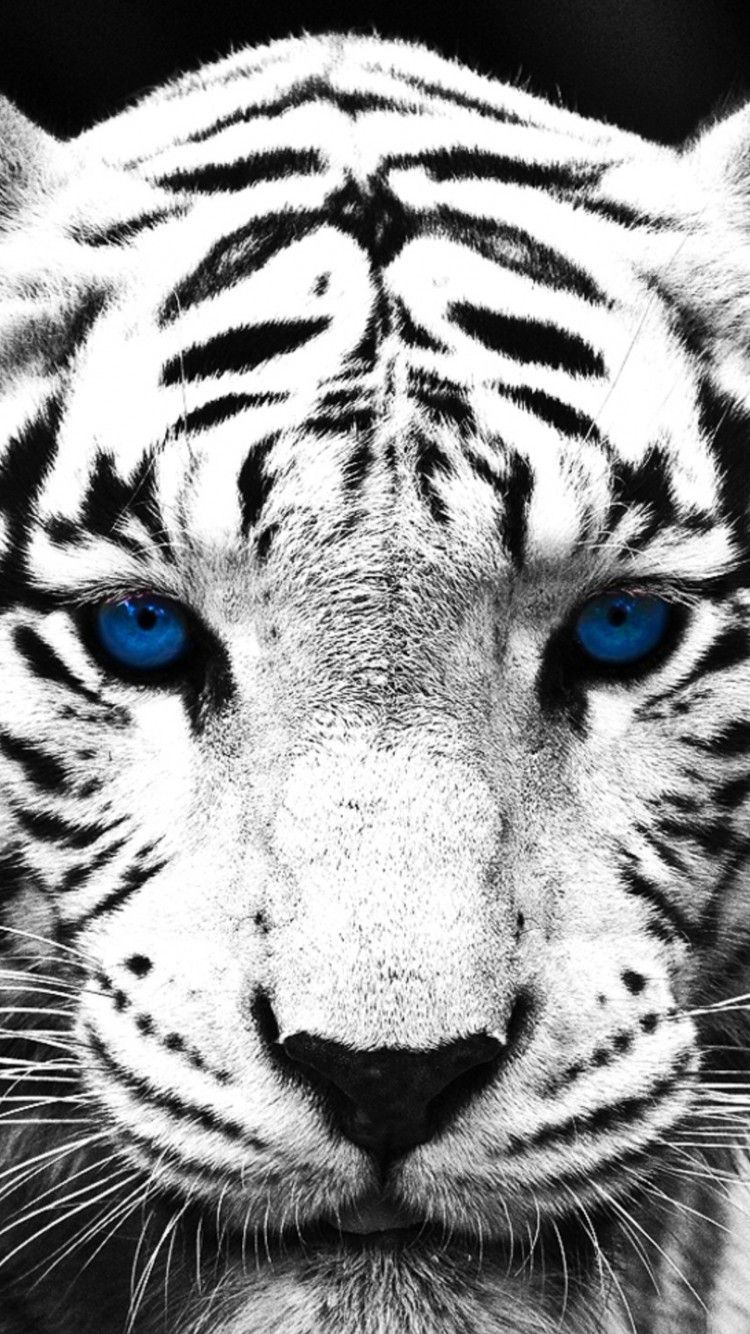 White Tiger Wallpaper iPhone Zoo