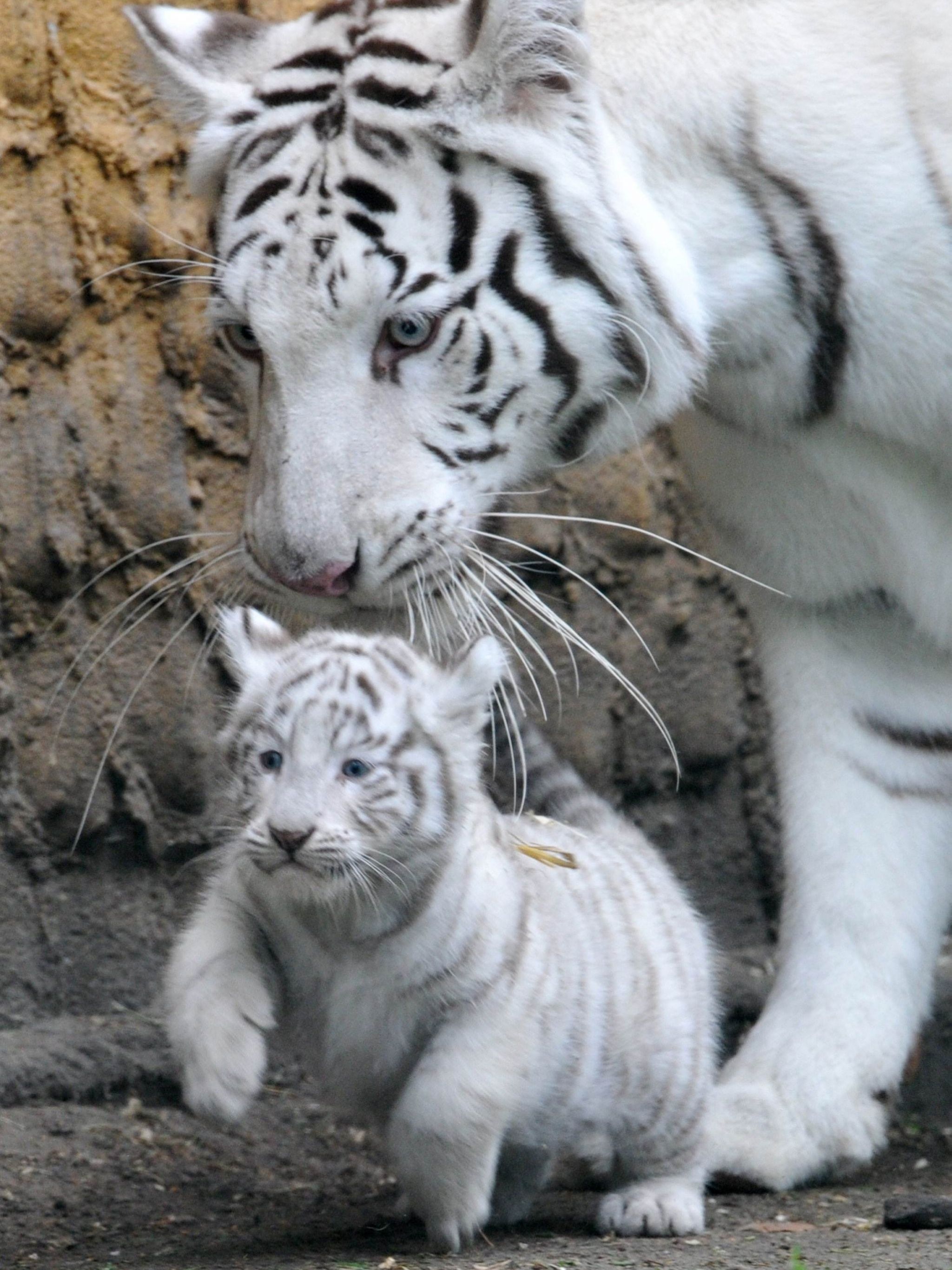 Free download White Tiger Mother Wallpaper HD iPhone Tiger Tigers