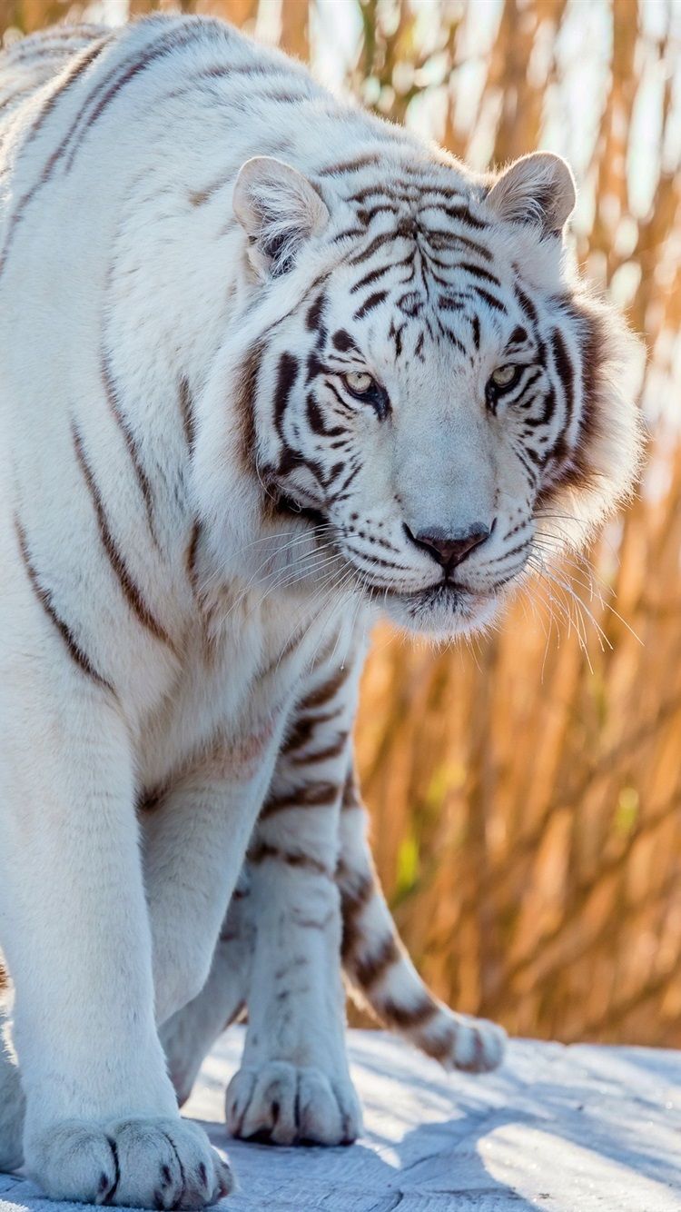 750x1334 White Tiger Wallpapers for Apple IPhone 6 6S 7 8 Retina HD