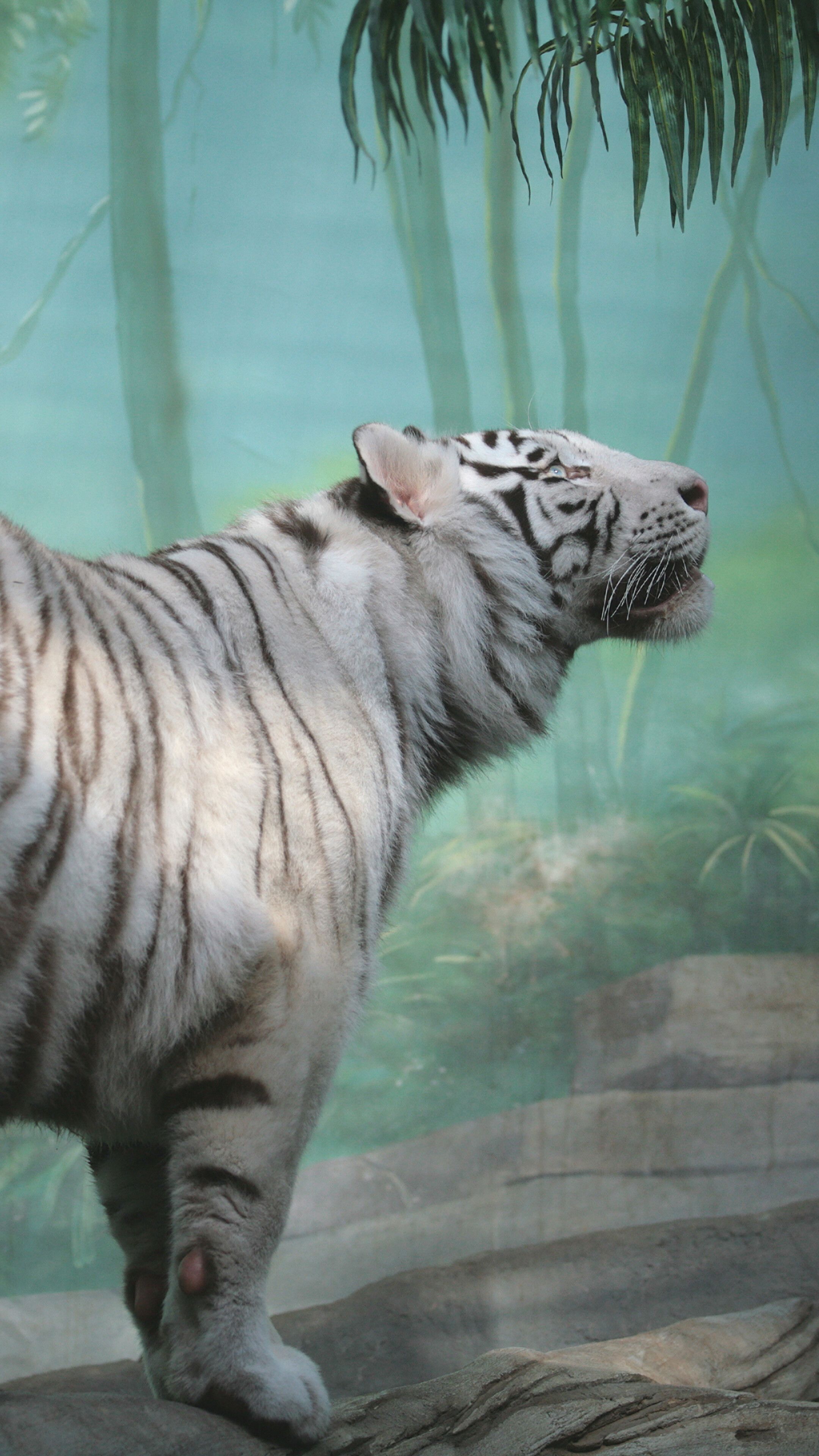 White Tiger, 4K iPhone 6s, 6 HD Wallpaper, Image