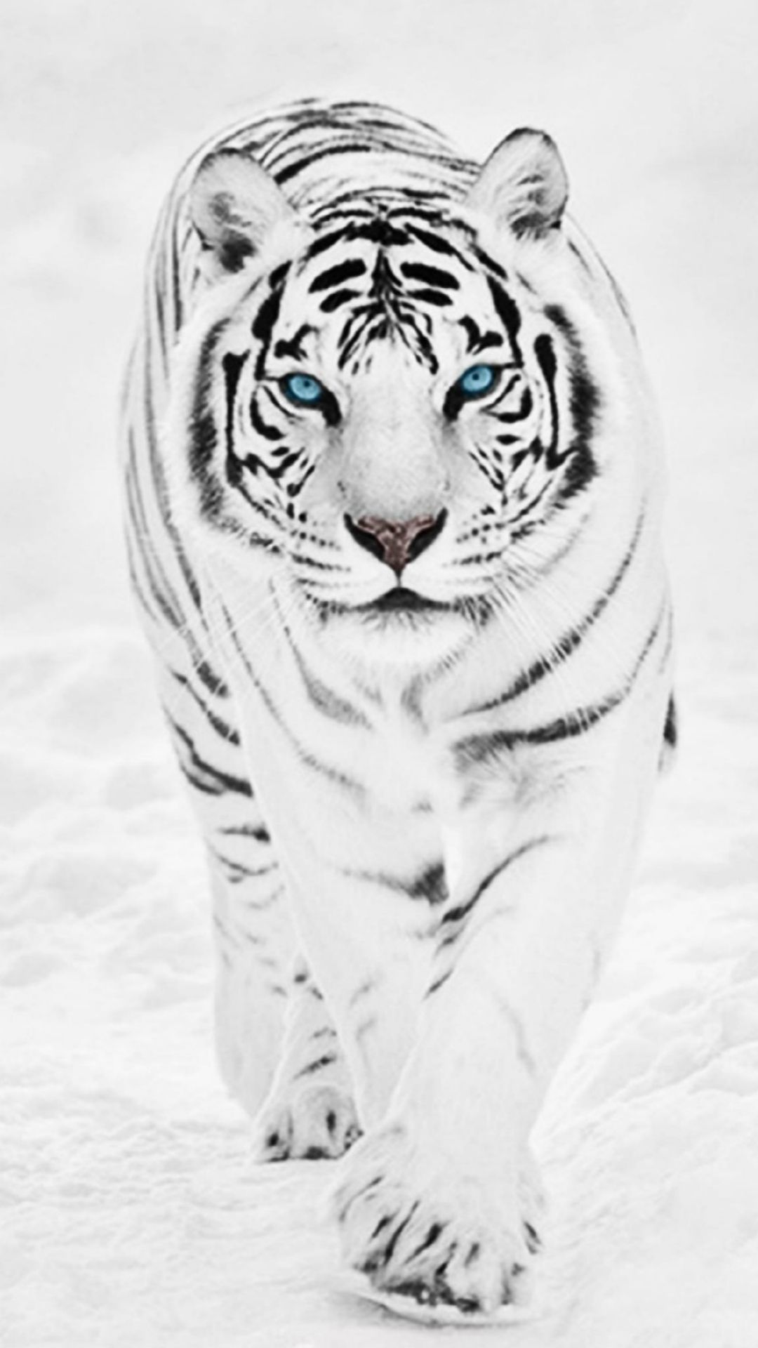 White Tiger iPhone Wallpapers - Wallpaper Cave