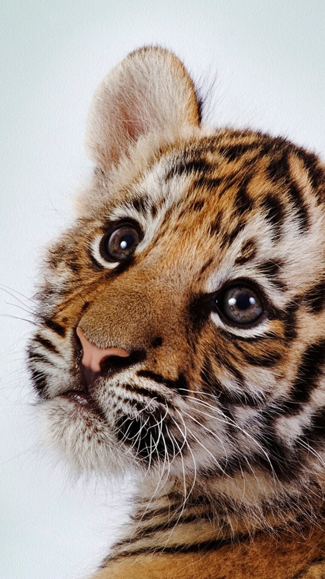 Free download Cute Baby Tiger Wallpaper - [1080x1920]