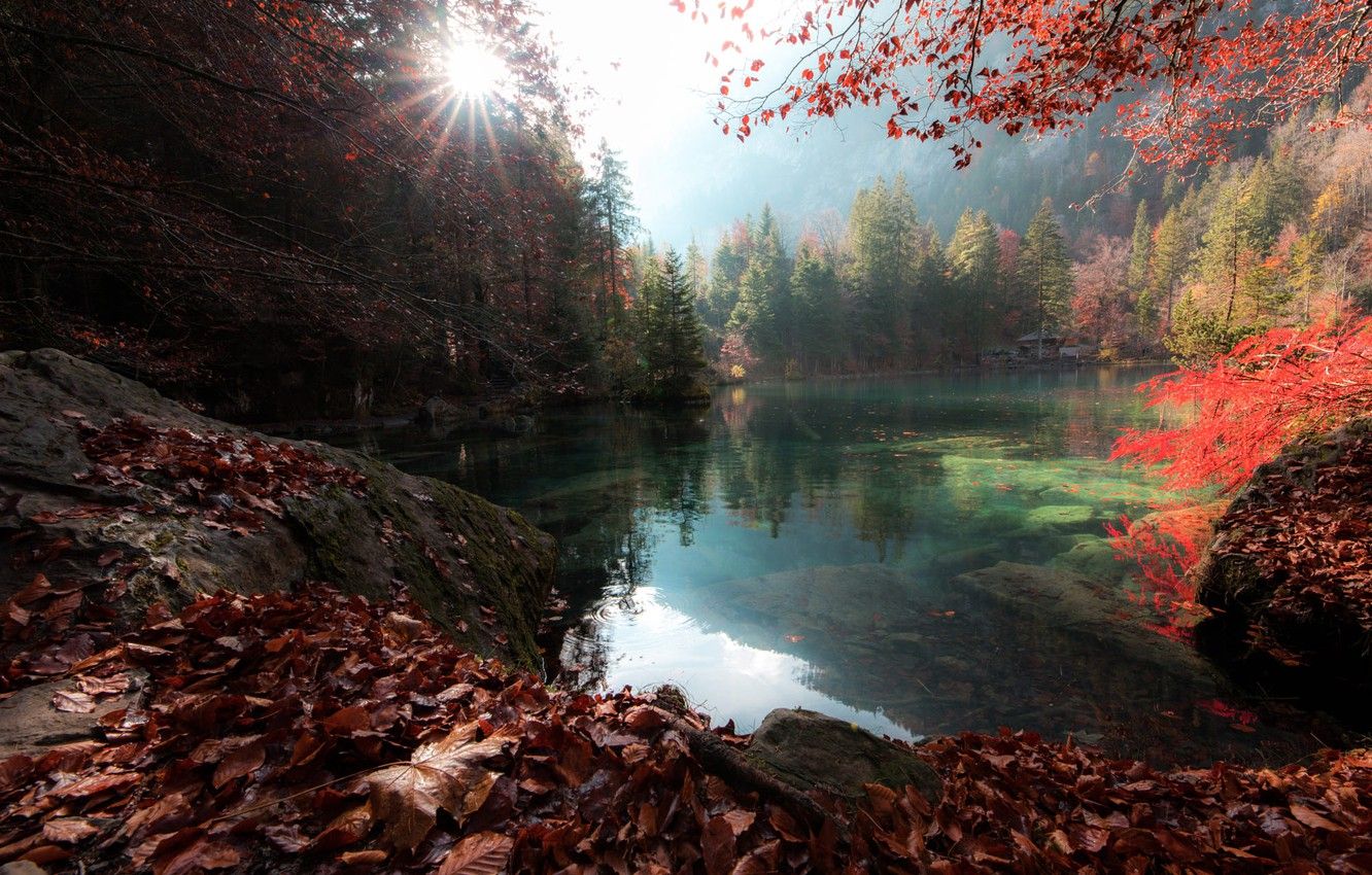 Wallpaper autumn, forest, the sun, rays, trees, landscape, nature