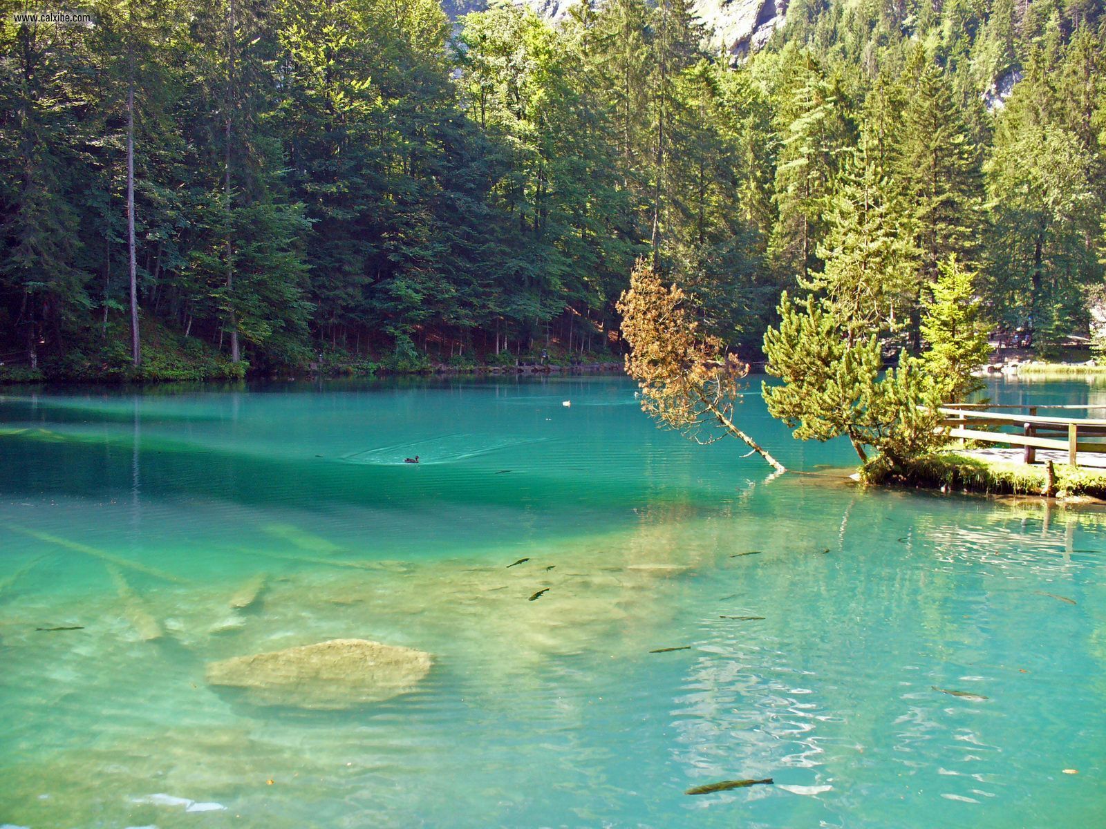 Nature: Kandersteg Trouts Of The Blue Lake Blausee, picture nr. 21511