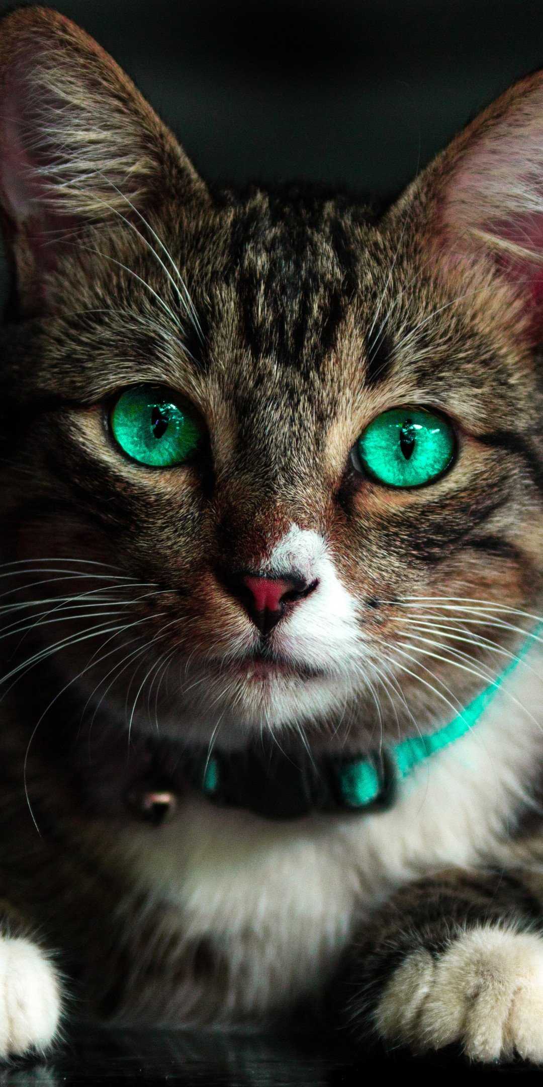 Cat Green Eyes 4K HD Wallpapers