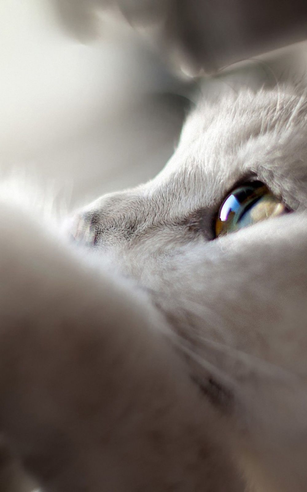 White Cat Looking Up Android Wallpapers free download
