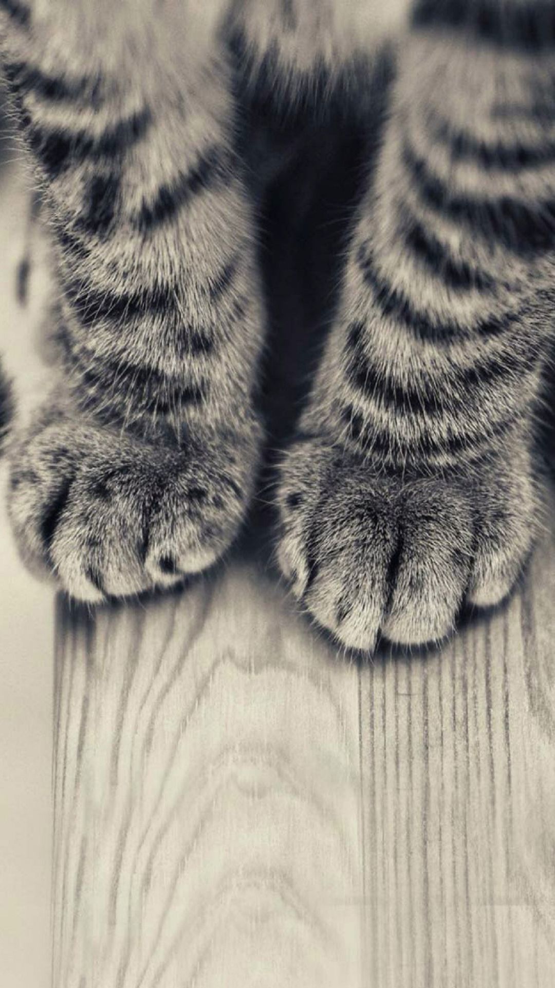 Gray Striped Kitten Legs Cat Android Wallpapers free download