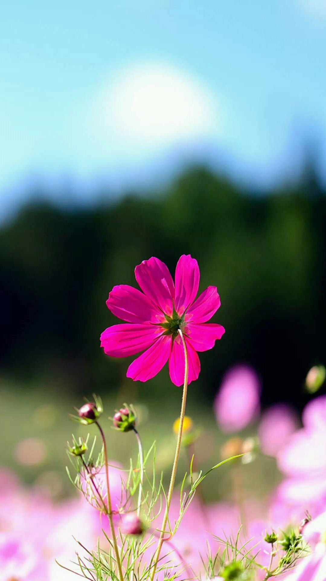 Spring Purple Flower Field Bokeh Android Wallpaper free download