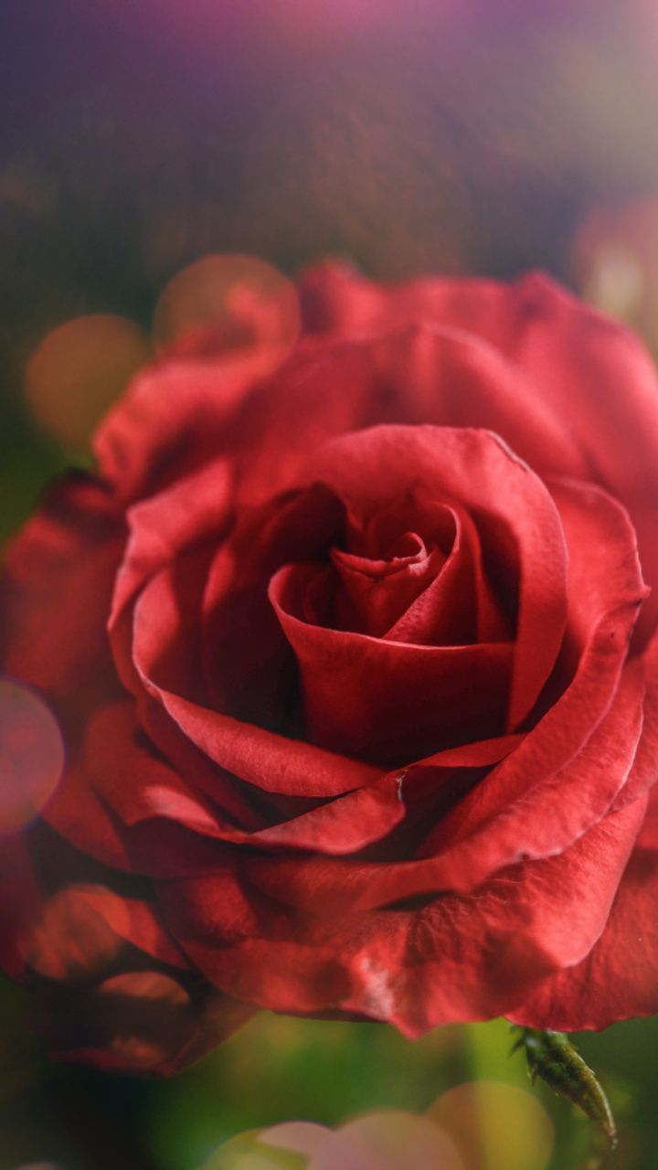 Red rose, bloom, blur, 720x1280 wallpaper. Flowers nature