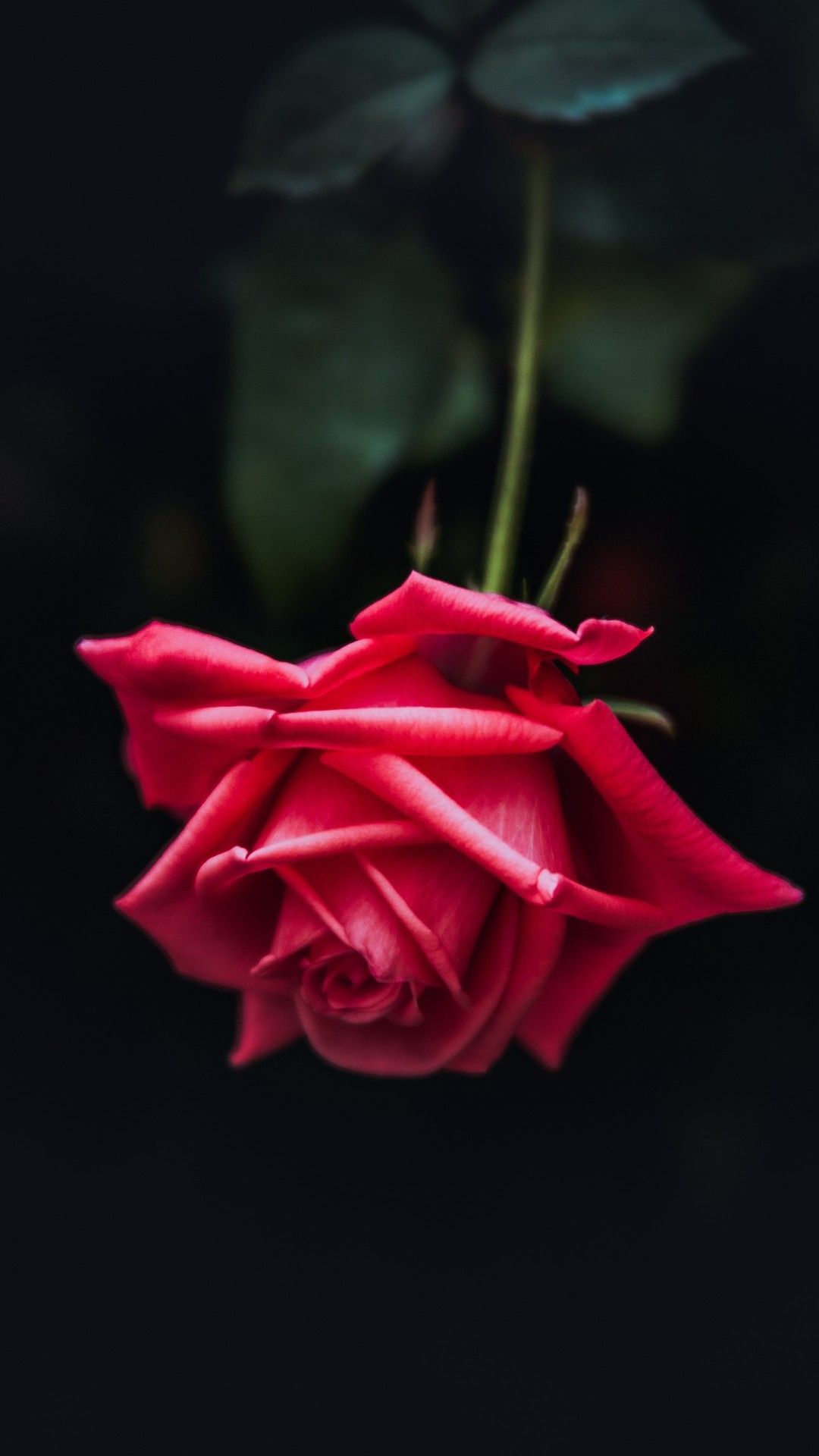 Red Rose, Petals, Close Up, Bloom. Beautiful Rose