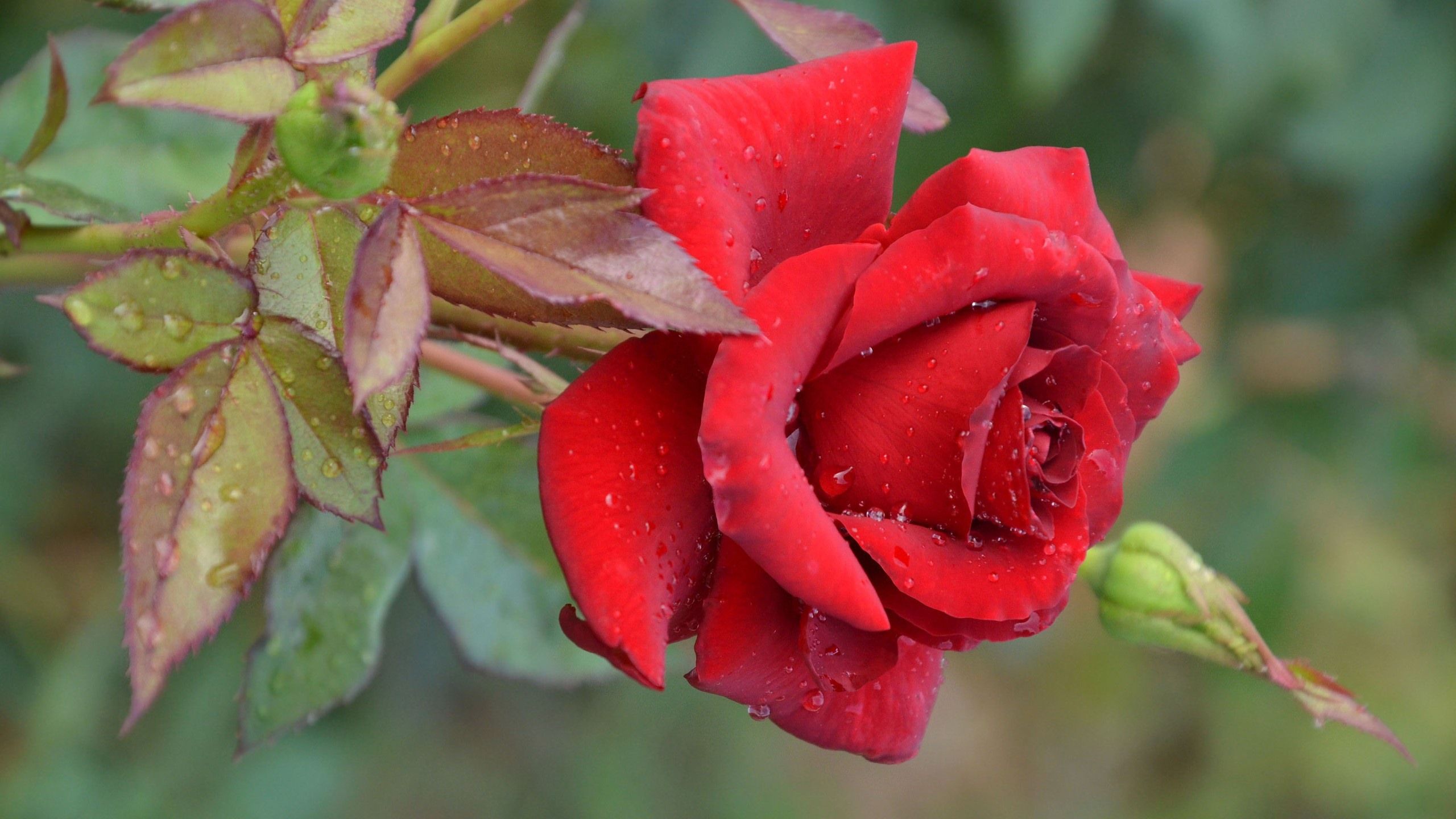 Wallpaper Red rose bloom, water droplets 2560x1600 HD Picture, Image
